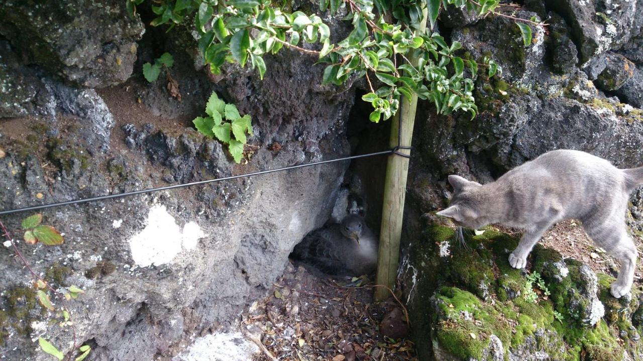 Casa Do Avo Faidoca Villa Calheta de Nesquim Dış mekan fotoğraf